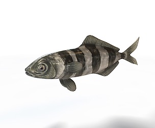 Pilot Fish 3D Model