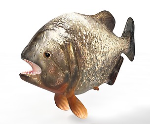 Piranha 3D Model