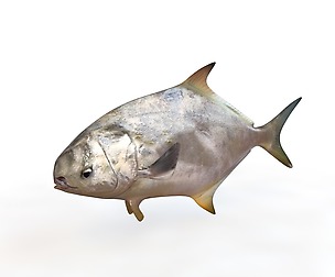 Pompano 3D model