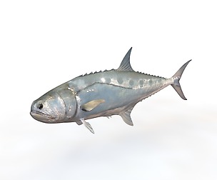 Queenfish 3D Model