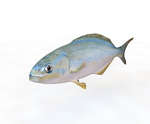 Rainbow Chub 3D Model