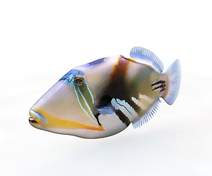Reef Triggerfish 3D Model