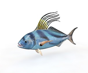 Roosterfish 3D Model