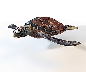 Sea Turtle 3D Model