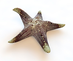 Starfish 5 type 3D Model