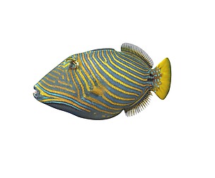 Undulate Triggerfish 3D Model