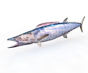 Wahoo 3D Model
