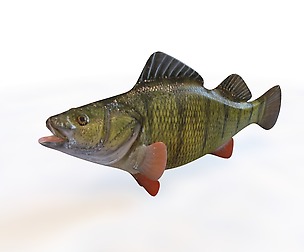 Yellow Perch 3D Model