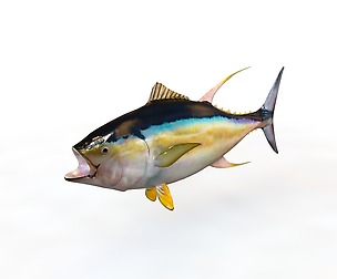 Yellowfin Tuna 3D Model