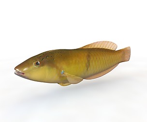 Yellowhead Wrasse 3D Model