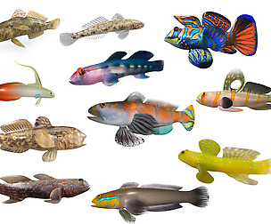 Aquarium Goby Fish 3d model collection