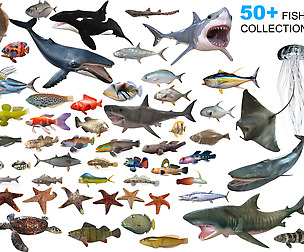 50 Fish Collection low poly 3d models