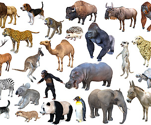 25 Rigged Zoo Animals Collection