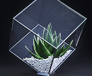 decor_plamt