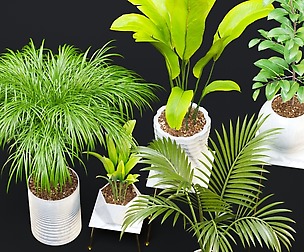 Plant and vase2