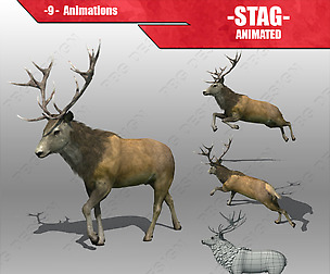 Stag