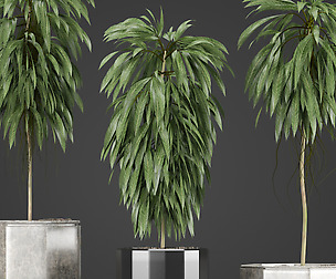 Plants Collection 08