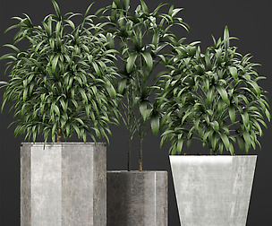 Plants Collection 09