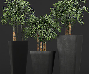 Plants Collection 10