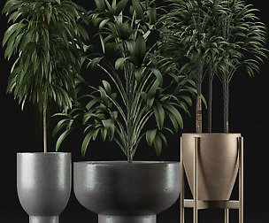 Plants Collection 11