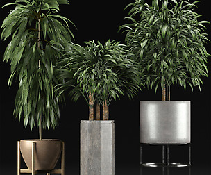Plants Collection 12