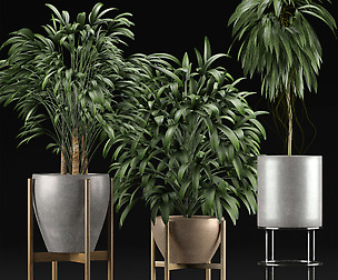 Plants Collection 13