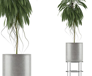Single Plant 18