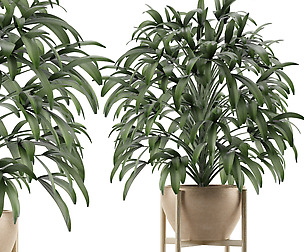Single Plant 17