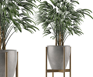 Single Plant 16
