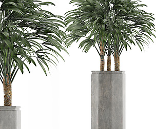 Single Plant 15