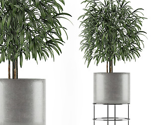 Single Plant 14