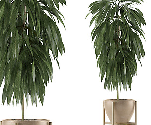 Single Plant 13