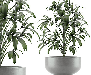 Single Plant 12