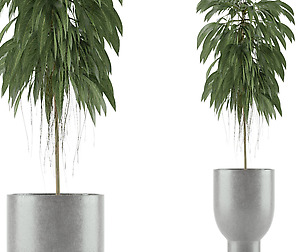 Single Plant 11