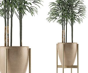 Single Plant 10