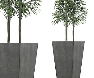Single Plant 08