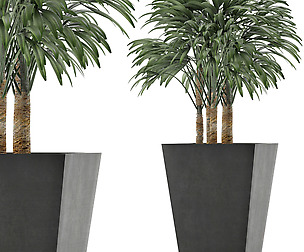 Single Plant 07
