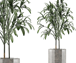 Single Plant 06