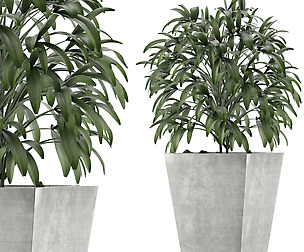 Single Plant 05