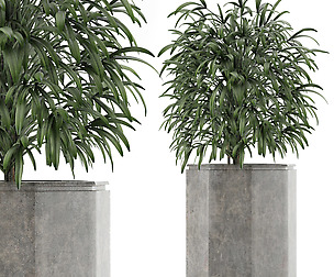 Single Plant 04