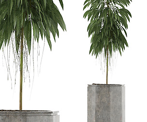 Single Plant 03