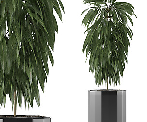 Single Plant 02