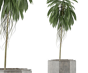 Single Plant 01