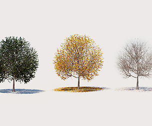 4 seasons ELM tree collection