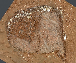 Beach Rock_0002_only HighPoly Mesh (16K Texture)
