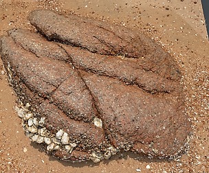 Beach Rock_0005_only HighPoly Mesh (16K Texture)