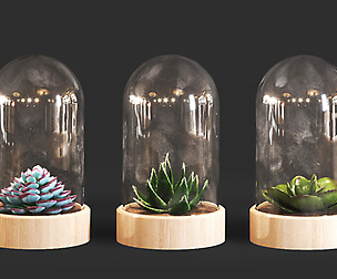 workplace table cactus plant