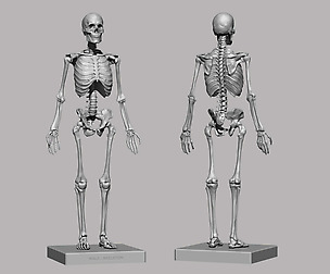 3D Printable Anatomical Human Skeleton (STL)