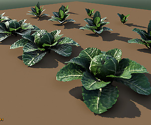 Yughues Cabbage
