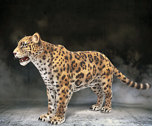 Jaguar Rigged Low Poly
